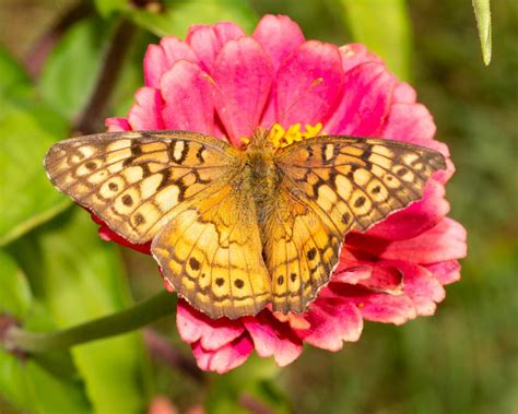 Macro Variegated Fritillary Butterfly Euptoieta Claudia