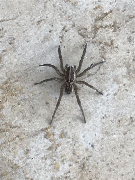 Spiders In Florida Species And Pictures