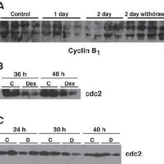 Expression Of The G M Markers Cyclin B And Cdc In Treated And Control