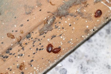 How Do Bed Bugs Start The Startling Truth About Bugs