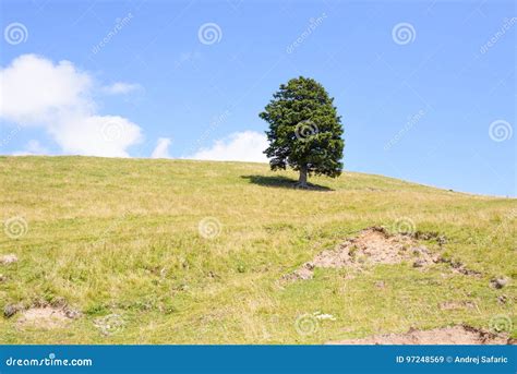 Single Pine Tree In Mountains On Horizon Stock Image Image Of Nature