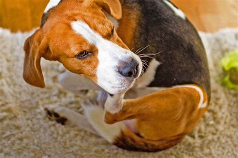 Canine Atopic Dermatitis Causes Symptoms And Treatment Ellevet