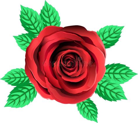 Vector Red Rose Flower Rose Clipart With Petals And Leaf Stock Vector