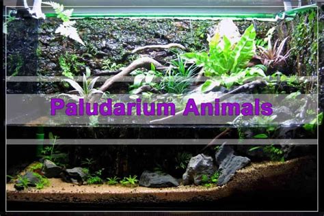 Paludarium Animals Shrimp And Snail Breeder