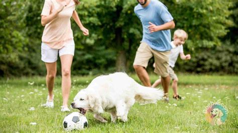 Choosing the Best Family-Friendly Dog Breeds - Dogble