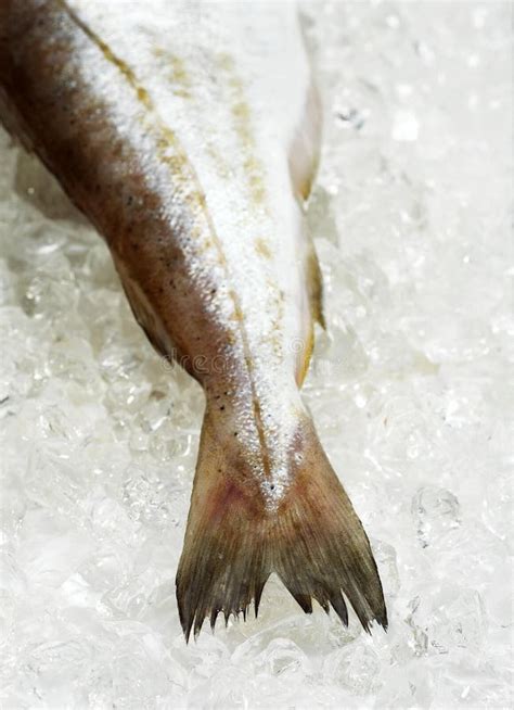 Whiting Merlangius Merlangus Fresh Fish On Ice Stock Photo Image Of