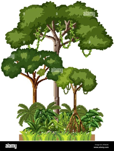 Set Of Different Rainforest Trees On White Background Illustration