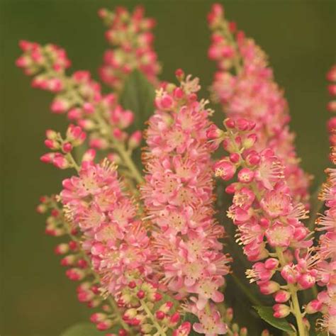 Clethra alnifolia 'caleb' vanilla spice' (summersweet) is a compact, slowly spreading, deciduous shrub boasting bottlebrush spikes of extremely fragrant white flowers which bloom for. Vanilla Spice Clethra | Spring Meadow - wholesale liners ...
