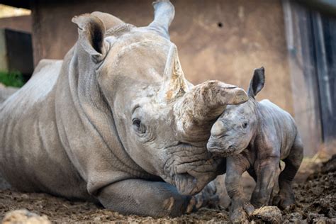 Safari West Welcomes Baby Rhino To The World Ksro