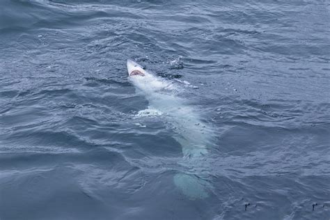 Rekiny Pływają W Morzu Bałtyckim Czy Są Groźne Największy Gatunek Ma