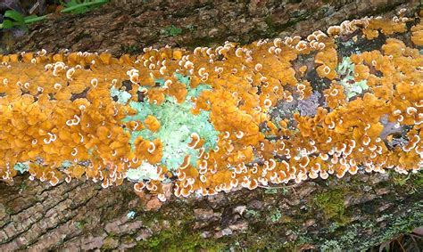 Orange Fungus On Tree Bark Nenita Busby