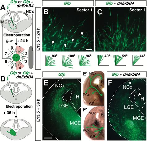 Short And Long Range Attraction Of Cortical Gabaergic Interneurons By