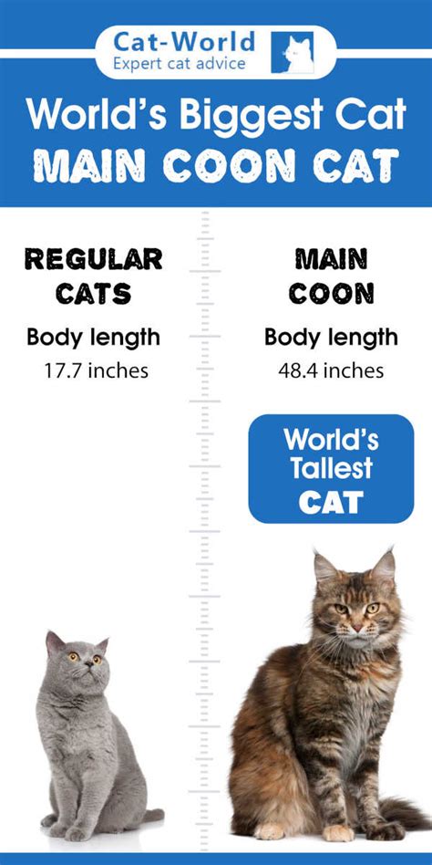Maine Coon Size Compared To A Normal Cat Cat World
