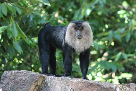 Lion Tailed Macaque Macaca Silenus Zoochat