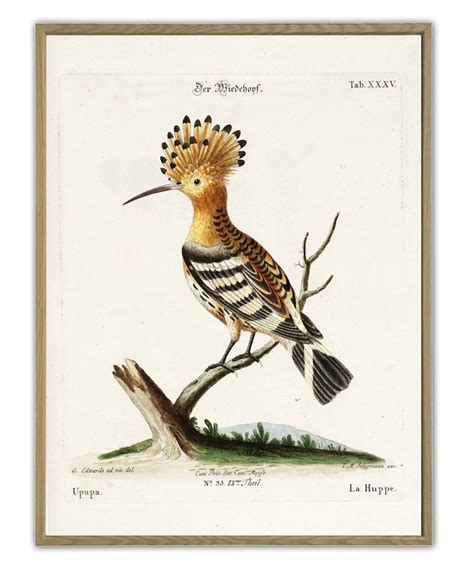 Hoopoe Bird Print Large Wall Art Decor Vintage Birds Poster Etsy