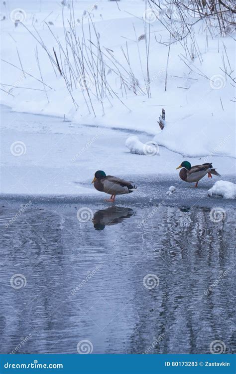 Wild Ducks Swim In Freezing Winter Pond Among Ice And Snow Stock Image