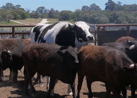 The Real Sad Story Behind The Giant Cow That Went Viral Just Interesting