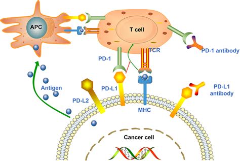 Mechanisms Of Cancer Cell Mediated Immune Escape Antigen Presenting
