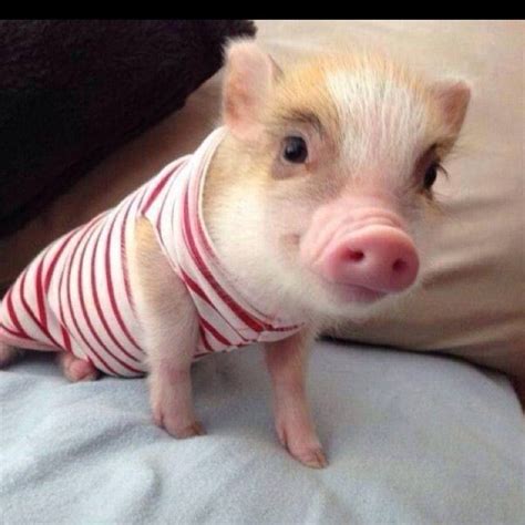 Pin By Anna K On Cutest Animals Pet Pigs Baby Pigs Cute Piglets