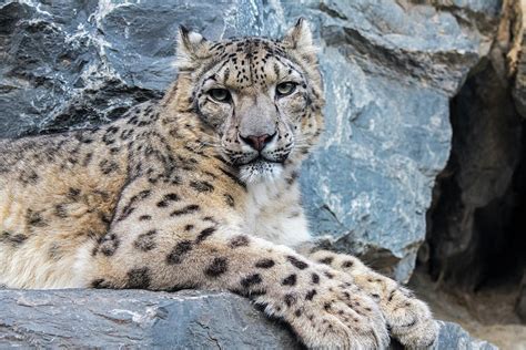 Snow Leopard In Rock Face Photograph By Arterra Picture