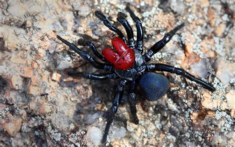 Top 10 Most Dangerous Spiders In The World Ultimate Topics