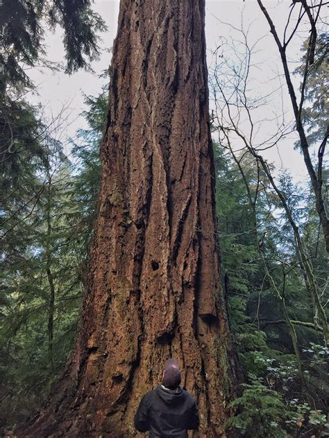 The Biggest Trees In Stanley Park Vancouver Blog Miss604