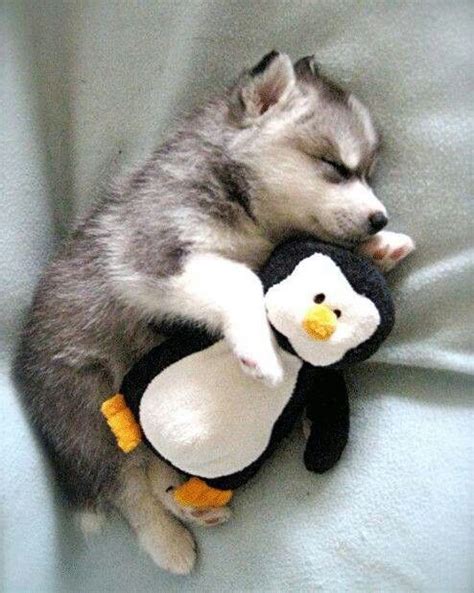 Puppy Penguin Love It Pinterest