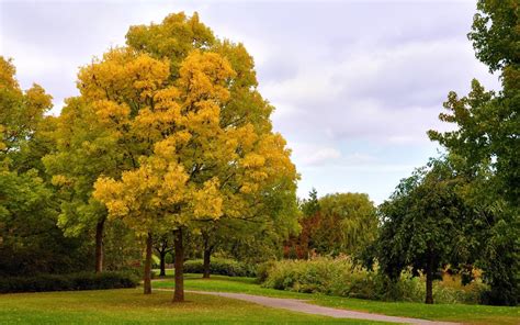 3379287 Autumn Park Avenue Benches Trees Leaf Fall Fog Steam