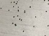 Pictures of Black Termite Droppings
