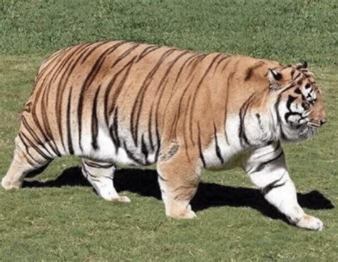 Psbattle Fat Tiger Rphotoshopbattles