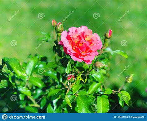 A Single Pink Rose Flower Blooming Inside Elizabeth Park