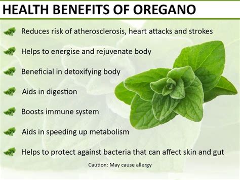 13 Tremendous Benefits Of Oregano You Must To Know My Health Only
