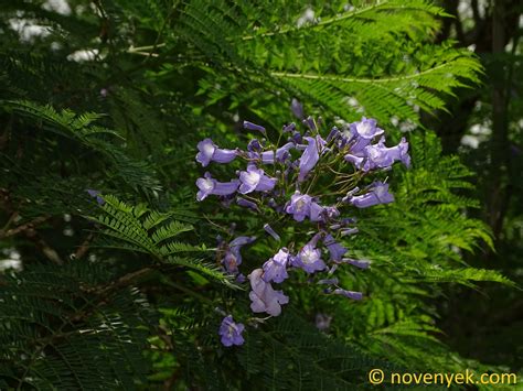 Image Collection Of Wild Vascular Plants Jacaranda Mimosifolia