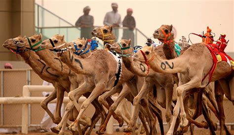 (crowd runs away screaming…) hey, come back!! Camel Race Track Tour Abu Dhabi - Desert Rose Tourism, Abu ...
