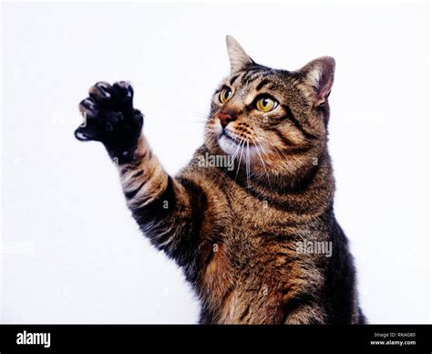 Cat Reaching Hi Res Stock Photography And Images Alamy
