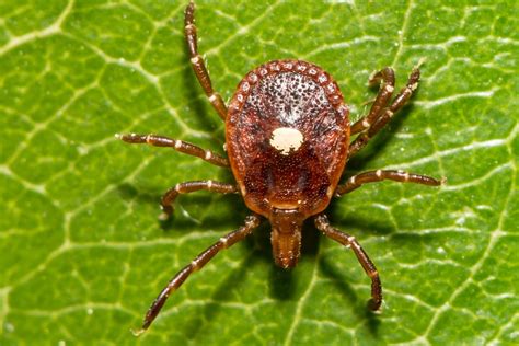 This Tick Can Make You Allergic To Meat And Its Spreading