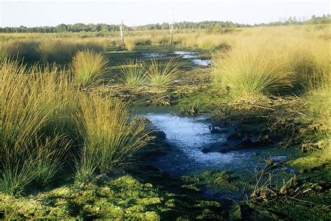 This category contains only the following page. Großes Torfmoor, Altes Moor: Natur erleben NRW