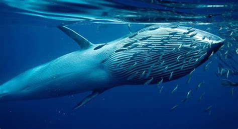 Brydes Whale Alchetron The Free Social Encyclopedia