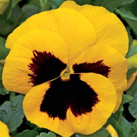 50 Giant Yellow Pansy Seeds Welldales