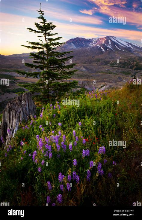 Sunrise At Mount Saint Helens National Volcanic Monument With Summer