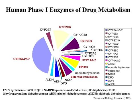 Drug Metabolizing Enzymes And Reaction Phenotyping Carl D Davis