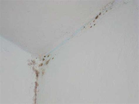 0804144arg indoor air quality • industrial hygiene. mold on walls in closet