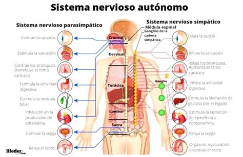 Sistema Nervioso Autónomo Funciones Estructura Enfermedades Lifeder Hot Sex Picture