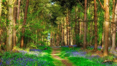 Download Deer And Forest Beautiful Spring Nature Wallpaper Stream By