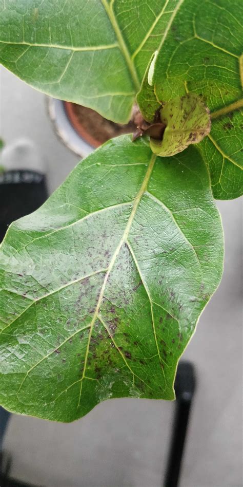 What Are These Black Spots In My Ficus Lyrata Rplantclinic