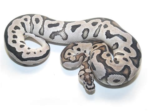 Vpi Axanthic Clown Morph List World Of Ball Pythons