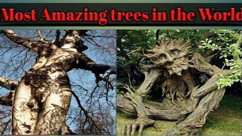 Most Amazing Trees In The Worldपृथ्वी के अजीब पेड़ Youtube