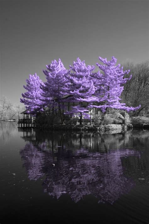 Shakujii Koen Reflections In Purple Nature Beautiful Tree All