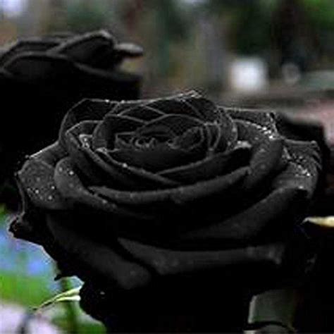 Black Dragon Rose Seeds Bush Flower Seeds Treasuresbylee Exclusive