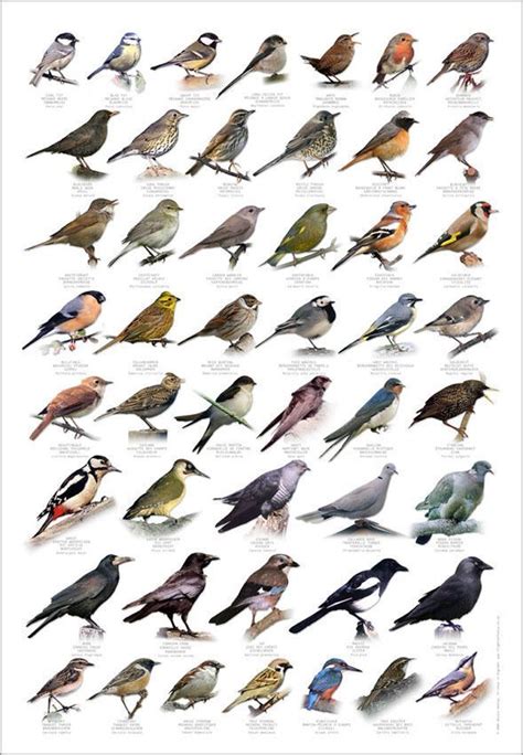 bird poster wildbird poster identification chart garden birds ubicaciondepersonas cdmx gob mx